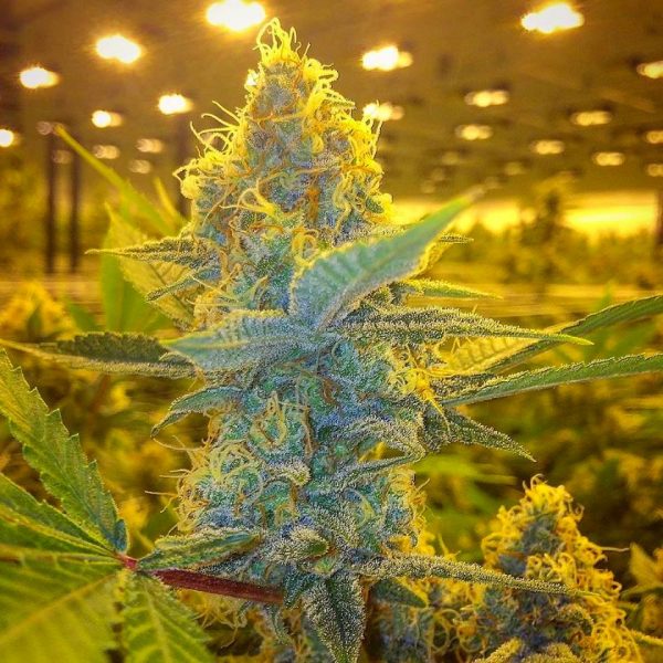 Cultivo Indoor Introducci N Tu Cultivo Growshop Productos Para