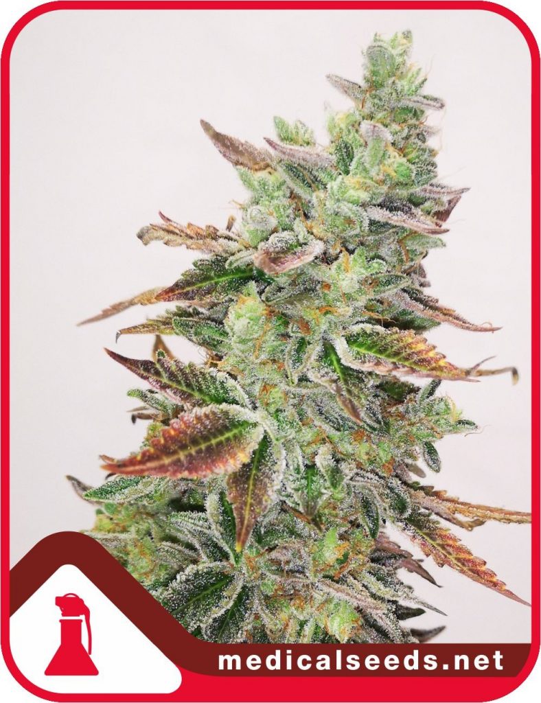 Banana Purp X3 2 Candy Kush Medical Seeds Tu Cultivo Growshop Productos Para Autocultivo 